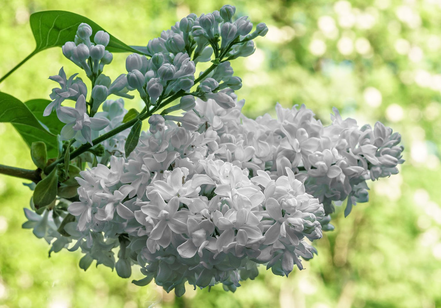 Syringa vulgaris 'Mme Lemoine'