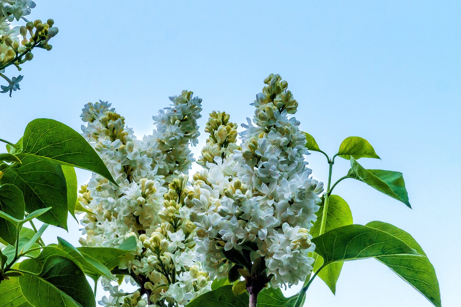 Syringa vulgaris 'Mme Lemoine'