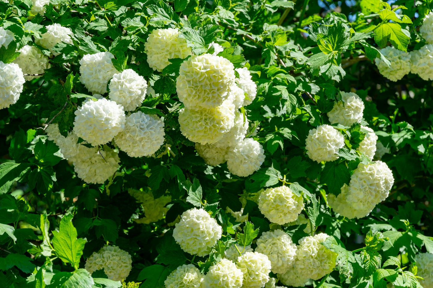 Viburnum opulus 'Roseum'