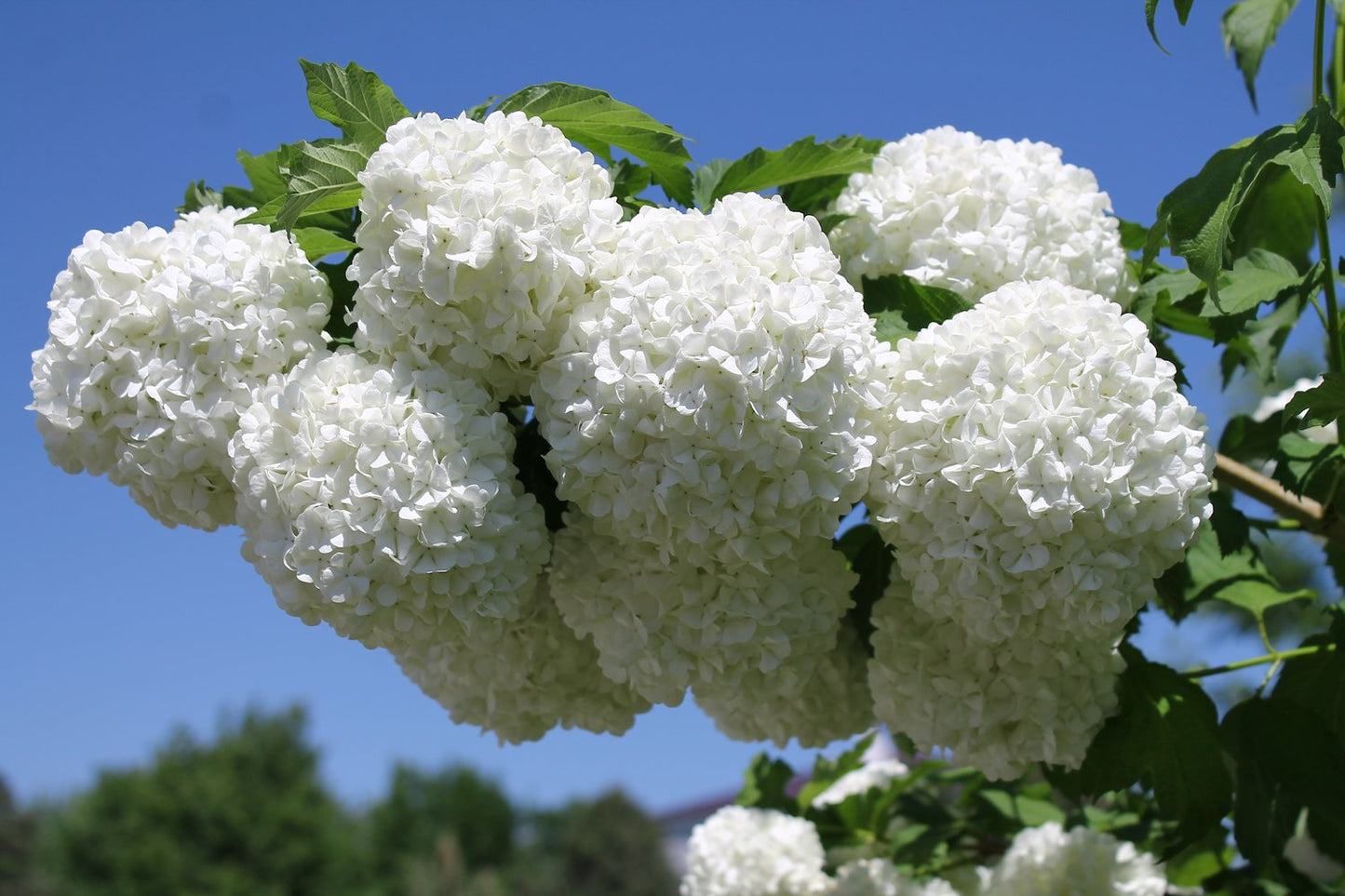 Viburnum opulus 'Roseum'