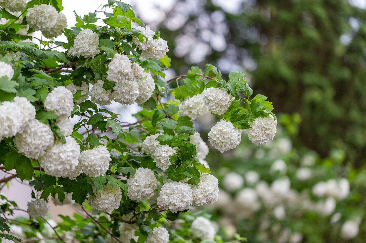 Viburnum opulus 'Roseum'