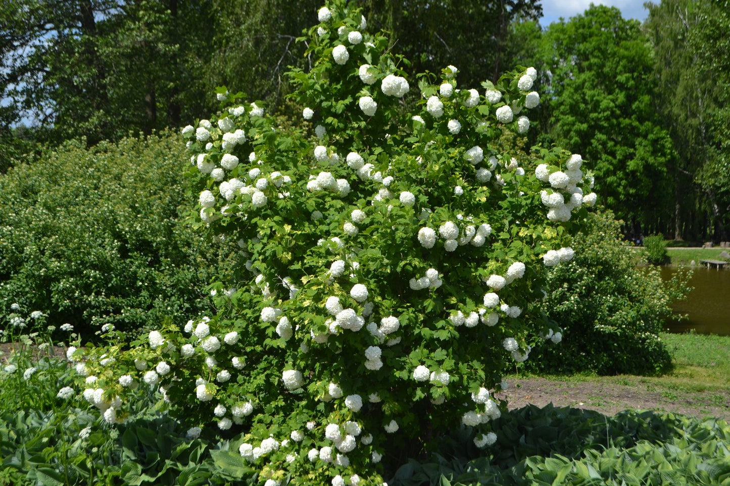 Viburnum opulus 'Roseum'