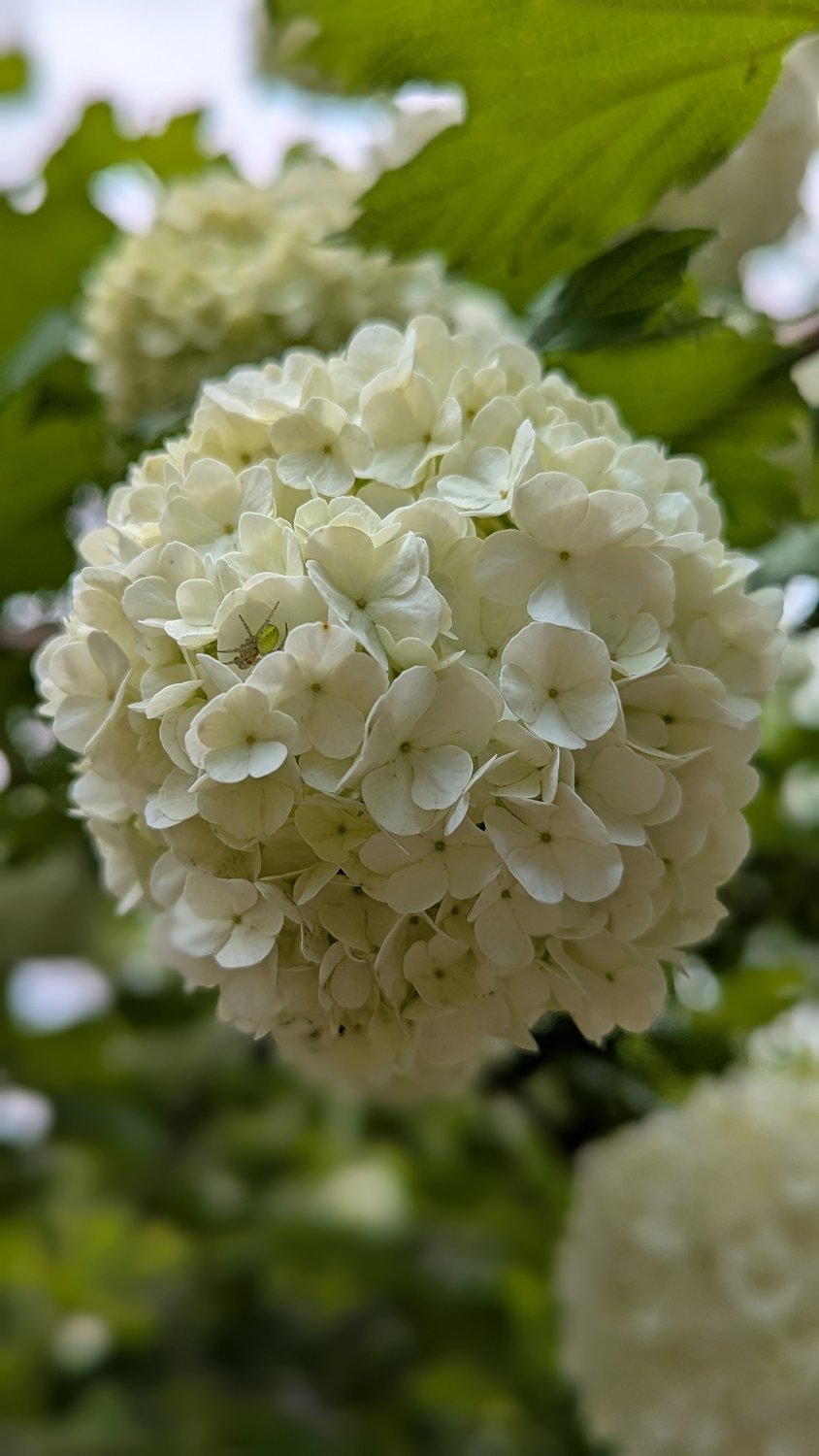 Viburnum opulus 'Roseum'