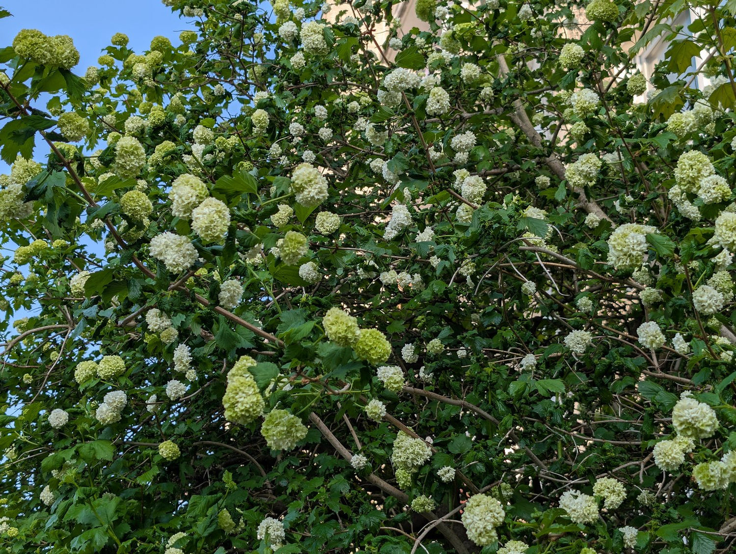 Viburnum opulus 'Roseum'