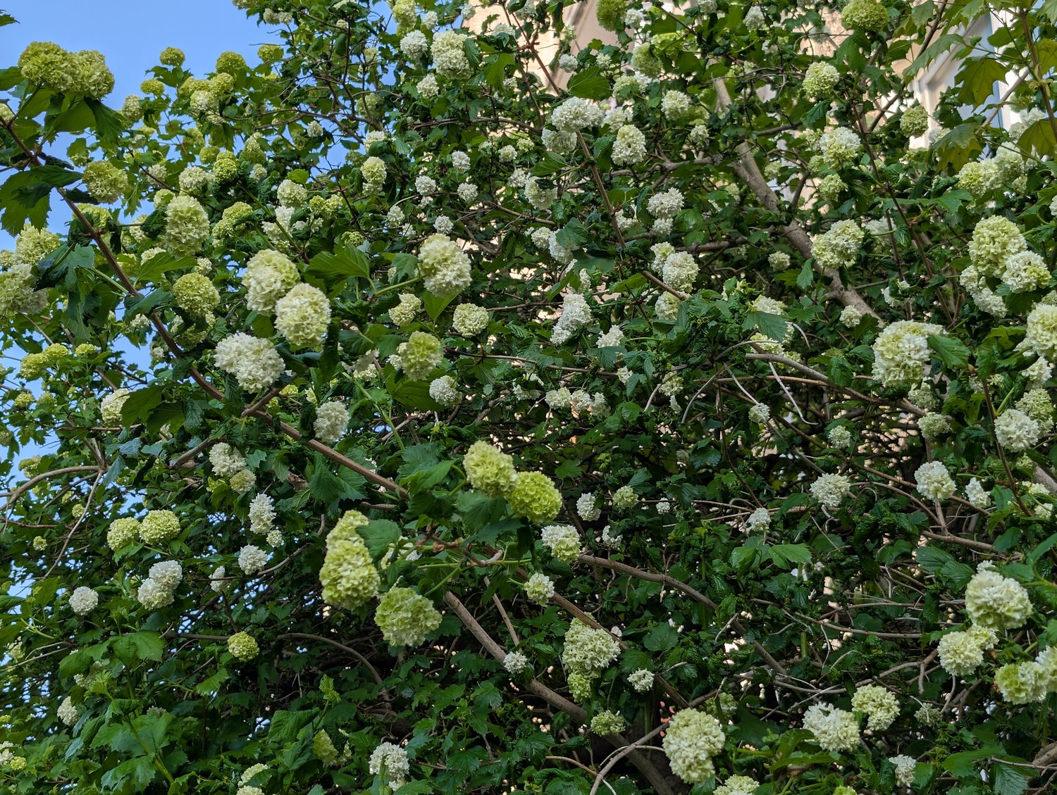 Viburnum opulus 'Roseum'