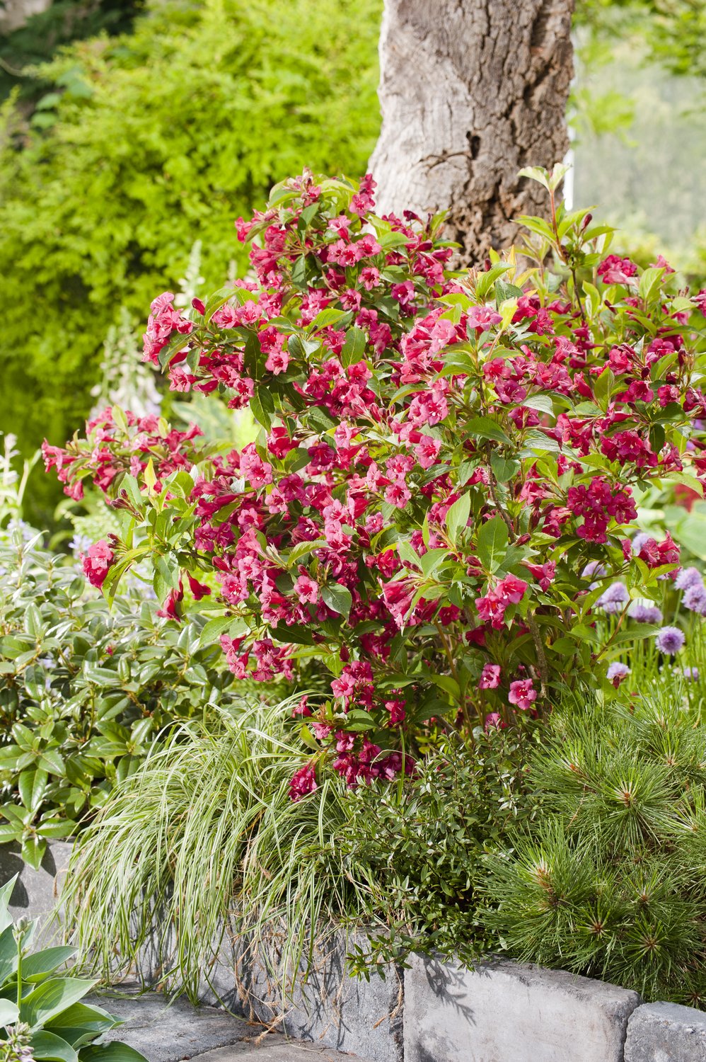 Weigela 'Bristol Ruby'