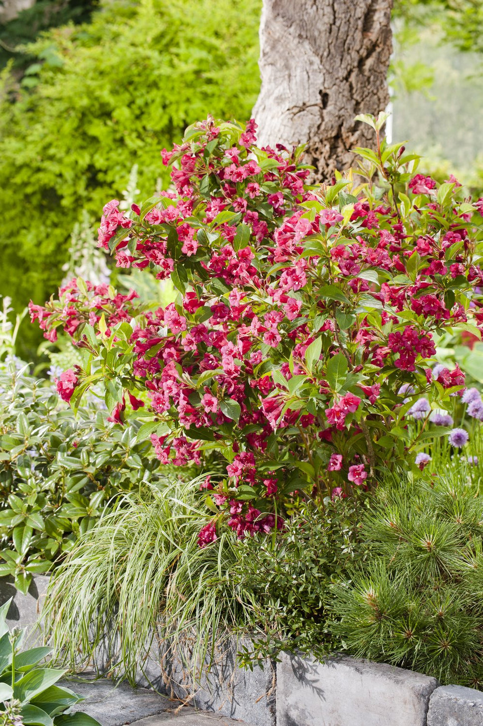 Weigela 'Bristol Ruby'