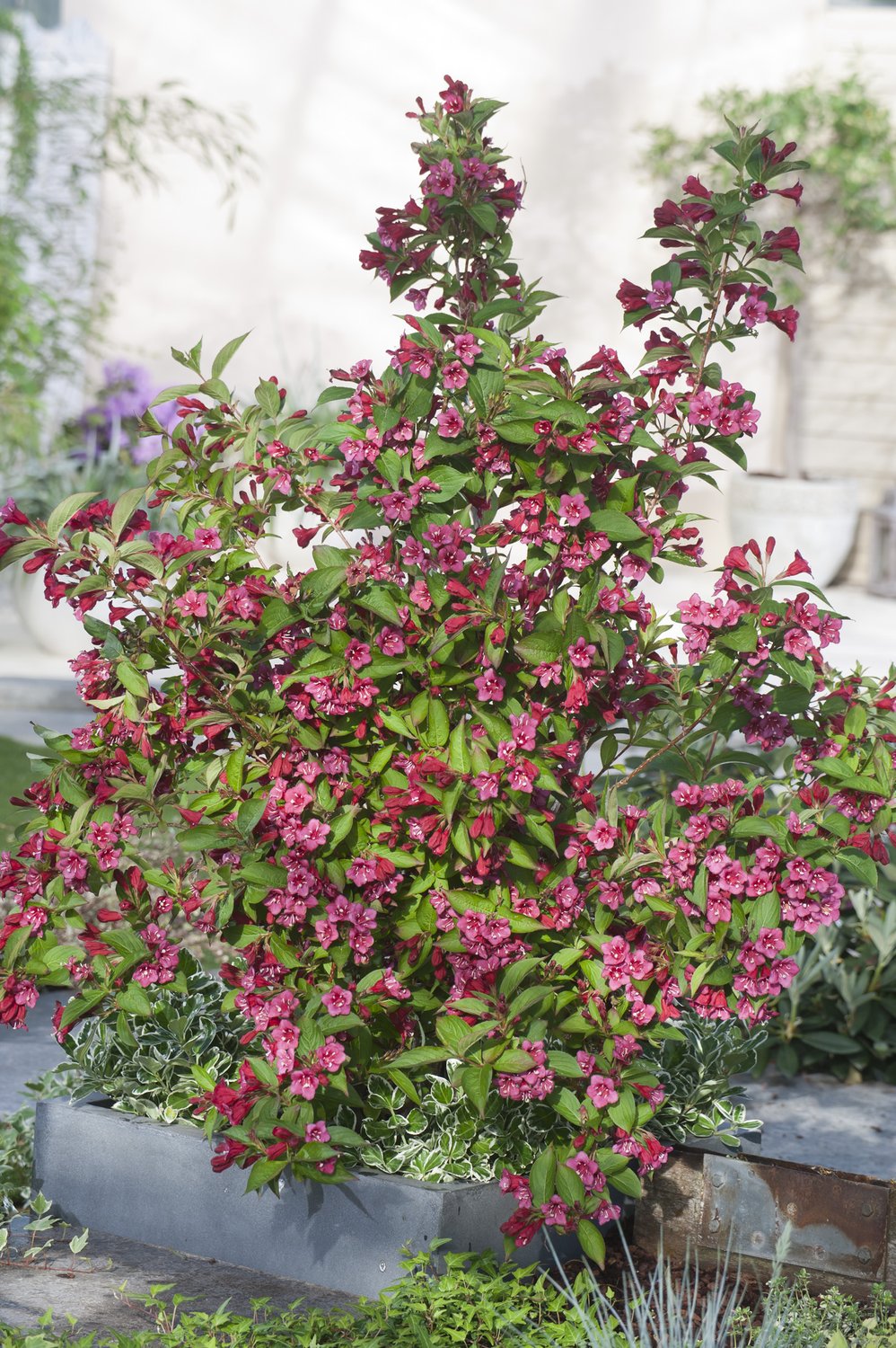 Weigela 'Bristol Ruby'