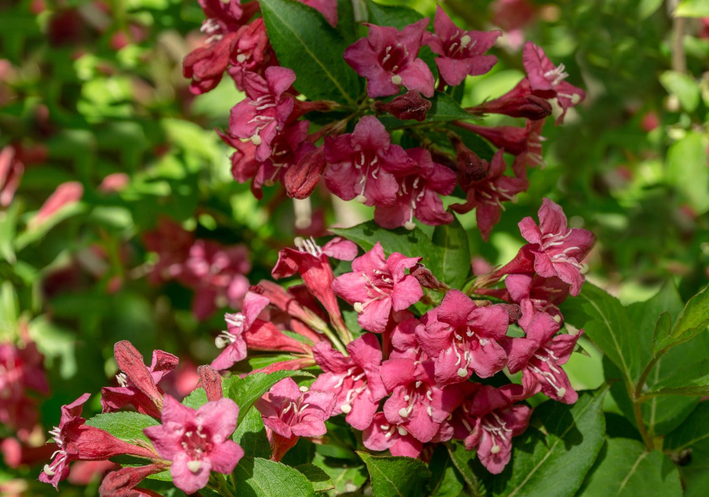 Weigela 'Bristol Ruby'