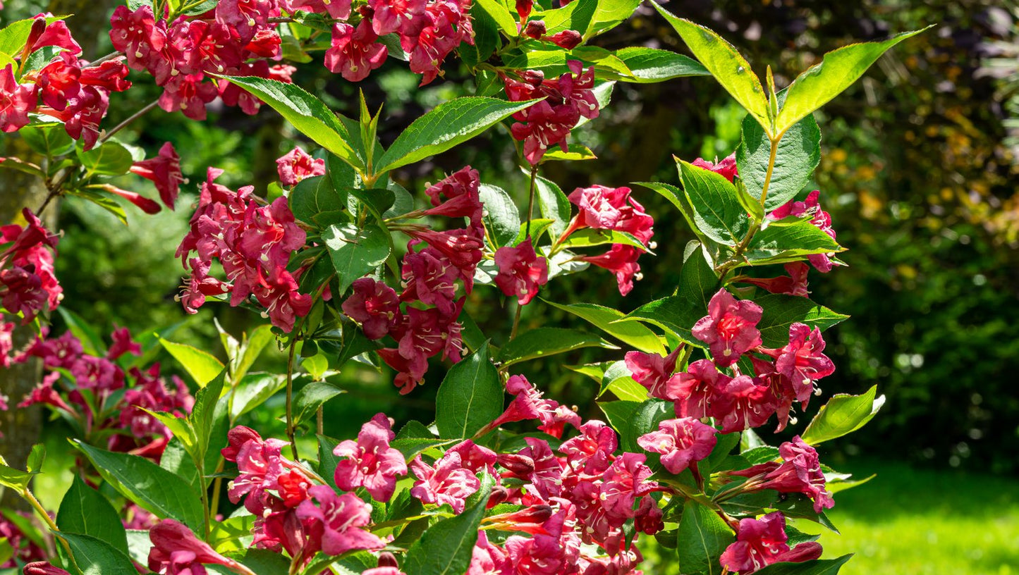 Weigela 'Bristol Ruby'