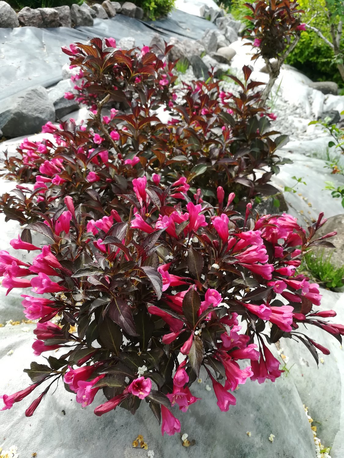 Weigela florida 'Alexandra'