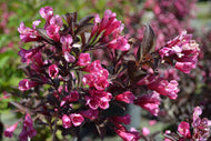 Weigela florida 'Alexandra'