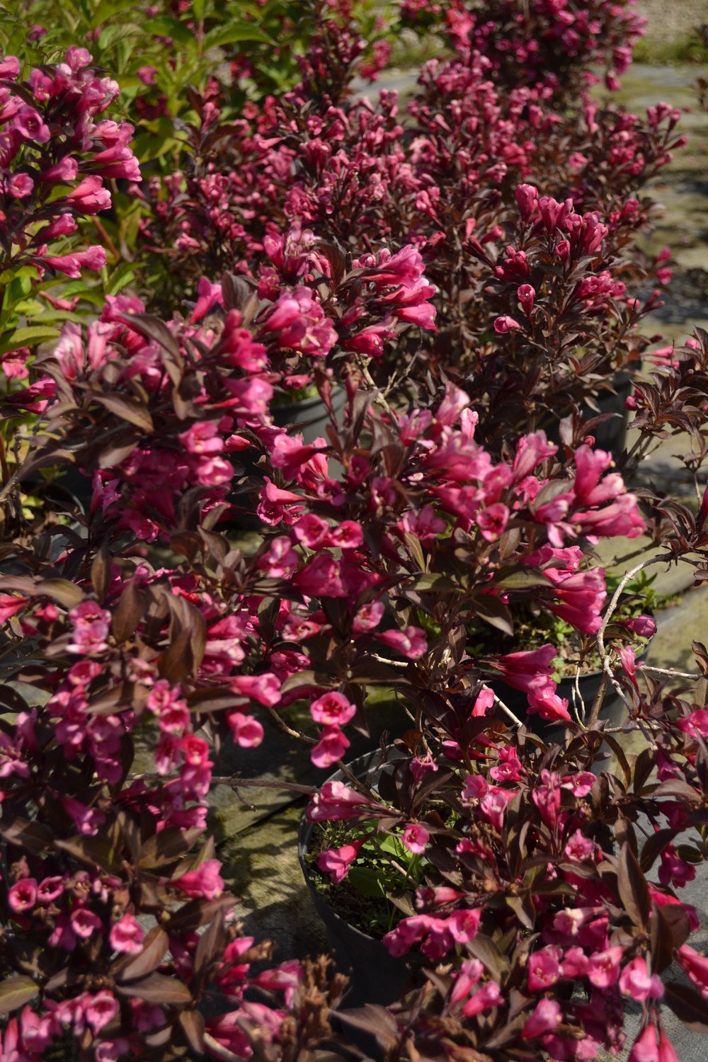 Weigela florida 'Alexandra'