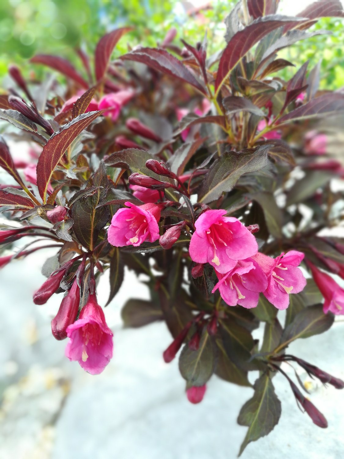 Weigela florida 'Alexandra'
