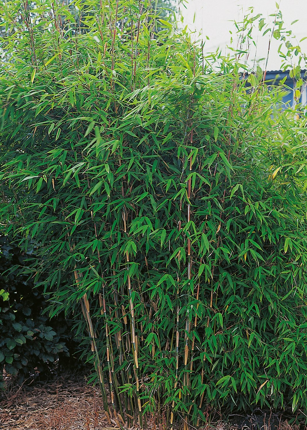 Fargesia murielae 'Dino'