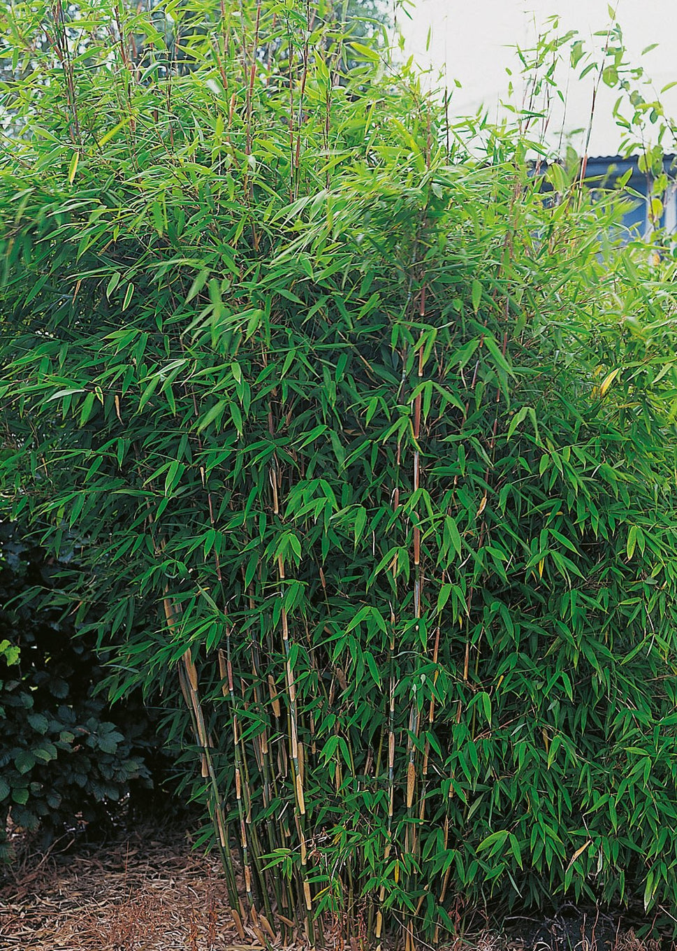 Fargesia murielae 'Dino'