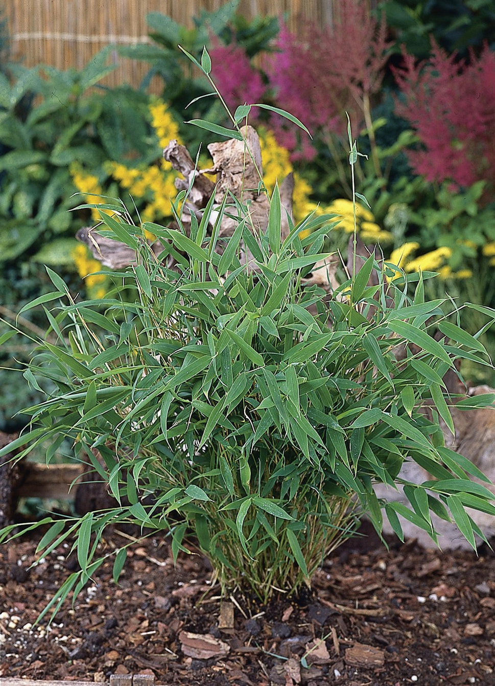 Fargesia murielae 'Tiny'