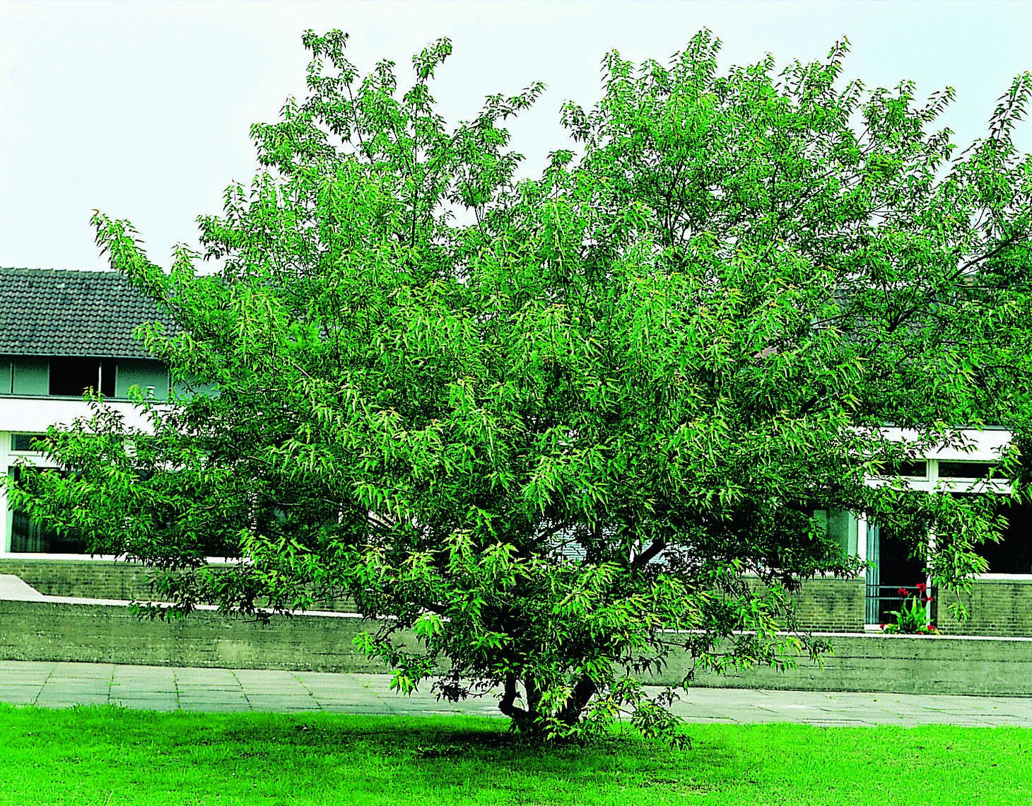Acer tataricum ssp. ginnala, sol 150-200 cm, co/kl