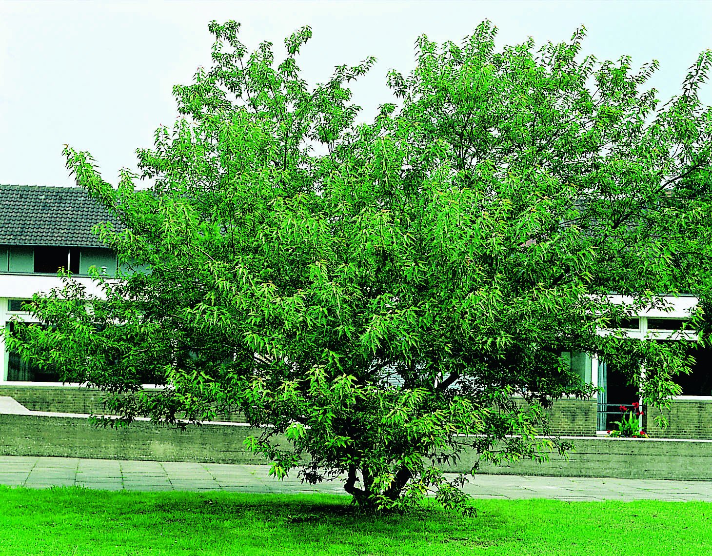 Acer tataricum ssp. ginnala, sol 150-200 cm, co/kl