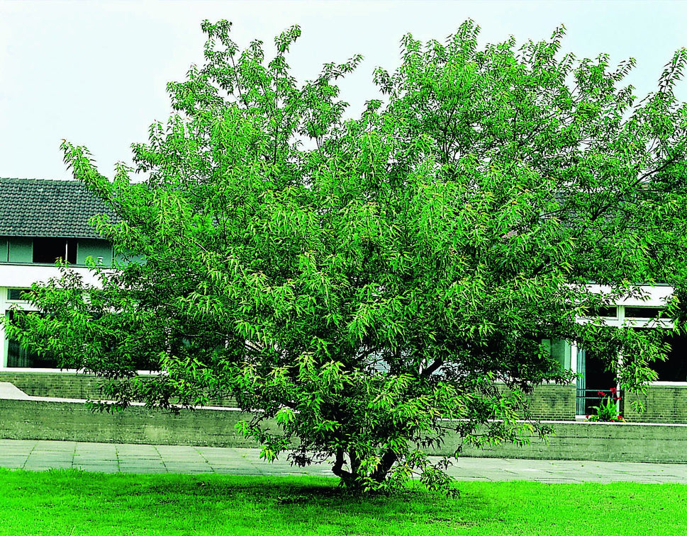 Acer tataricum ssp. ginnala, sol 150-200 cm, co/kl