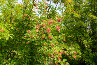 Acer tataricum ssp. ginnala, sol 150-200 cm, co/kl
