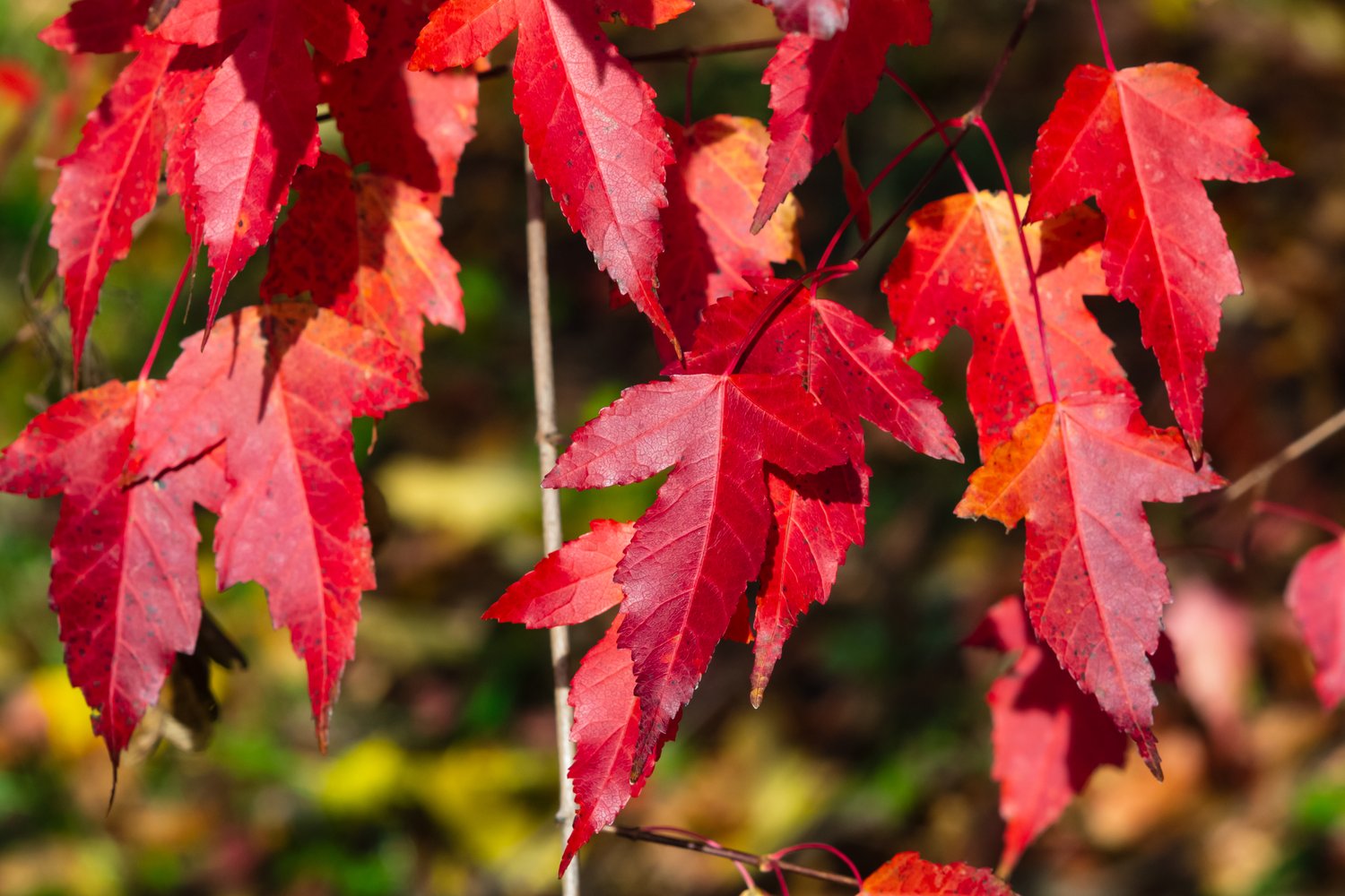 Acer tataricum ssp. ginnala, sol 150-200 cm, co/kl