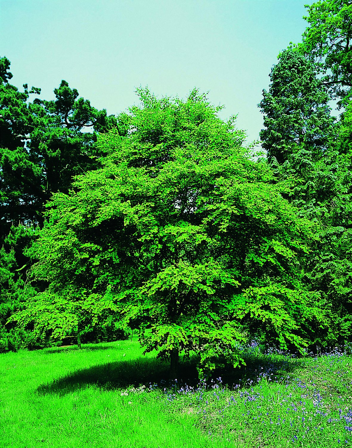 Cercidiphyllum japonicum, sol 125-150 cm, co/kl