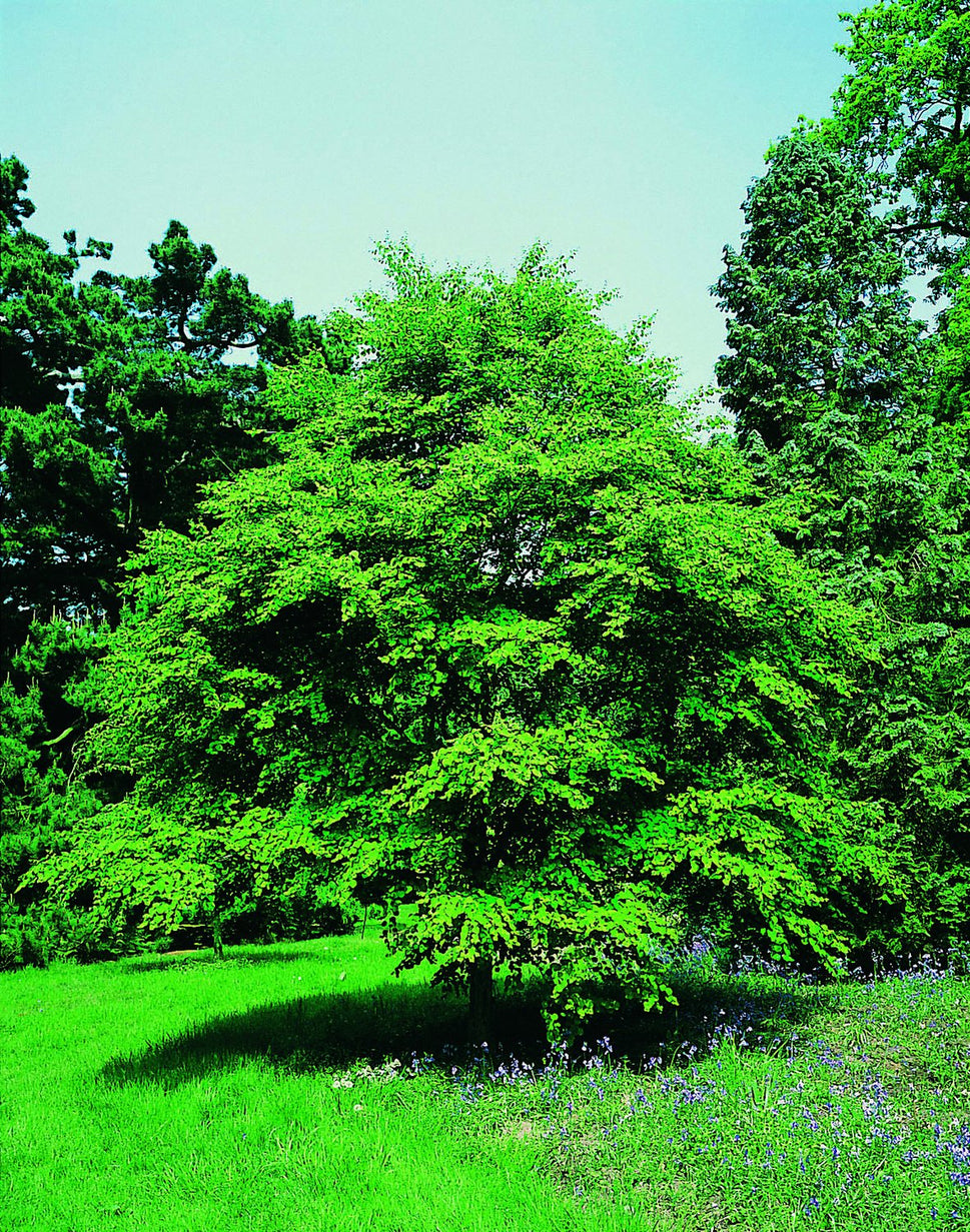 Cercidiphyllum japonicum, sol 125-150 cm, co/kl