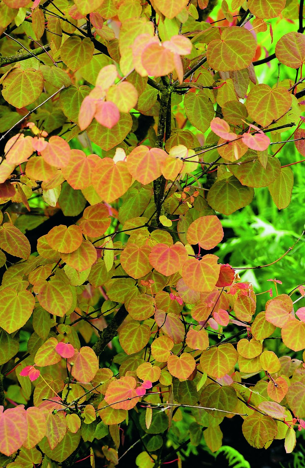 Cercidiphyllum japonicum, sol 125-150 cm, co/kl