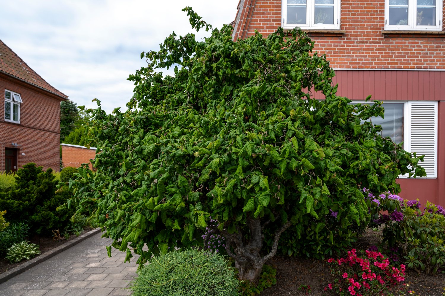 Corylus avellana, sol 150-200 cm, co/kl