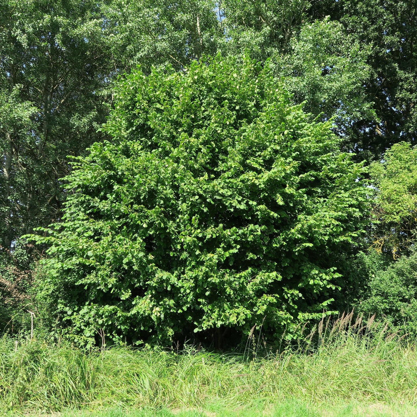 Corylus avellana, sol 150-200 cm, co/kl
