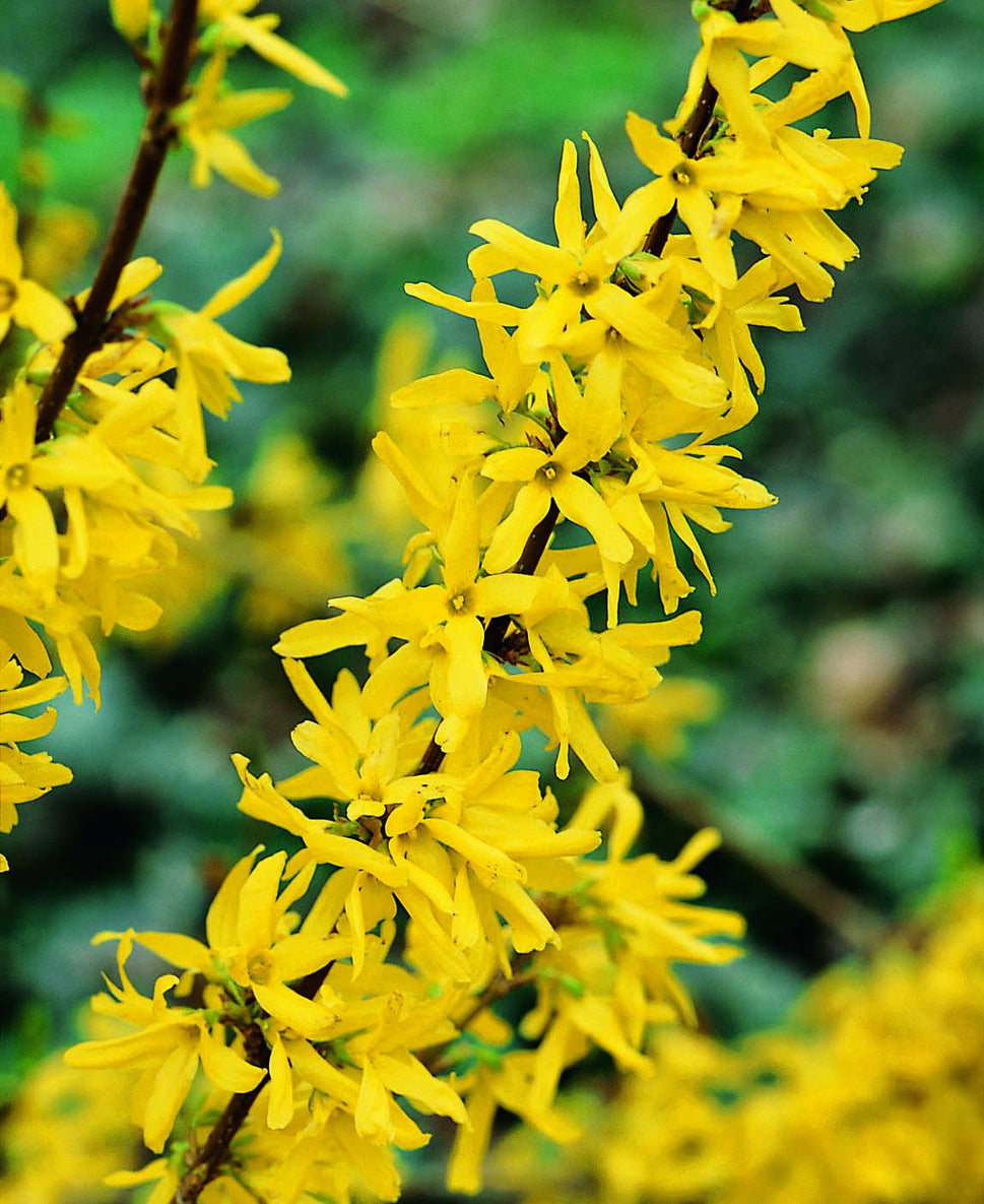 Forsythia × intermedia 'Lynwood', sol 125-150 cm, co/kl