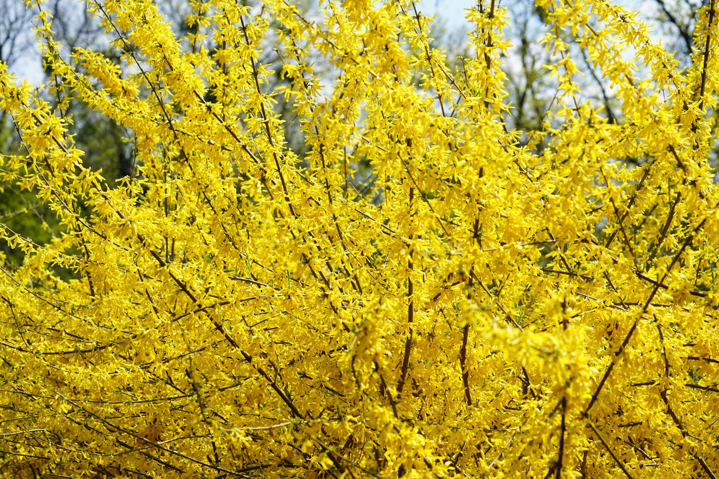 Forsythia × intermedia 'Lynwood', sol 125-150 cm, co/kl