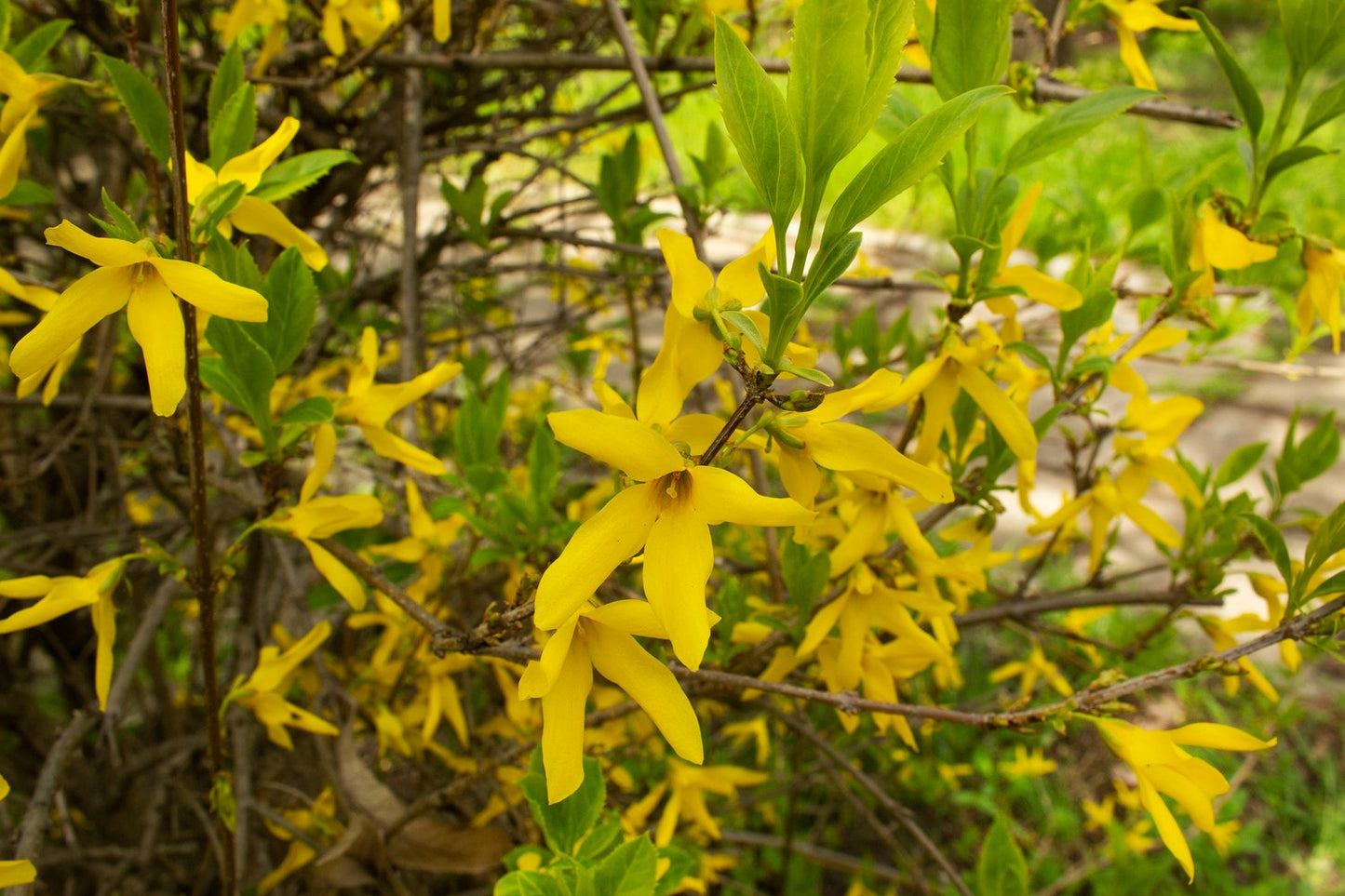 Forsythia × intermedia 'Lynwood', sol 125-150 cm, co/kl
