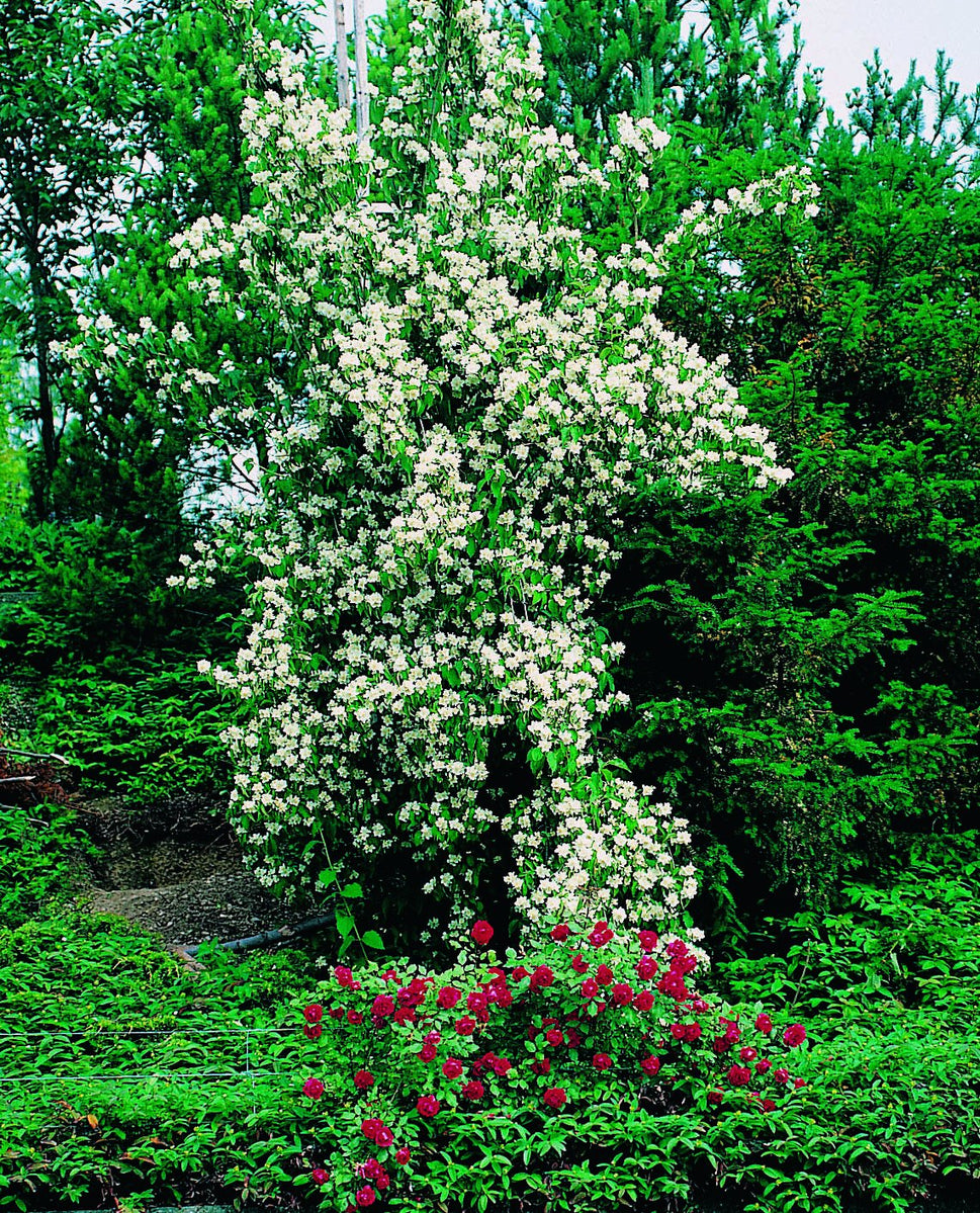 Philadelphus coronarius, sol 100-150 cm, co/kl
