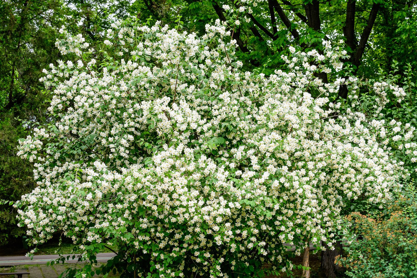 Philadelphus coronarius, sol 100-150 cm, co/kl