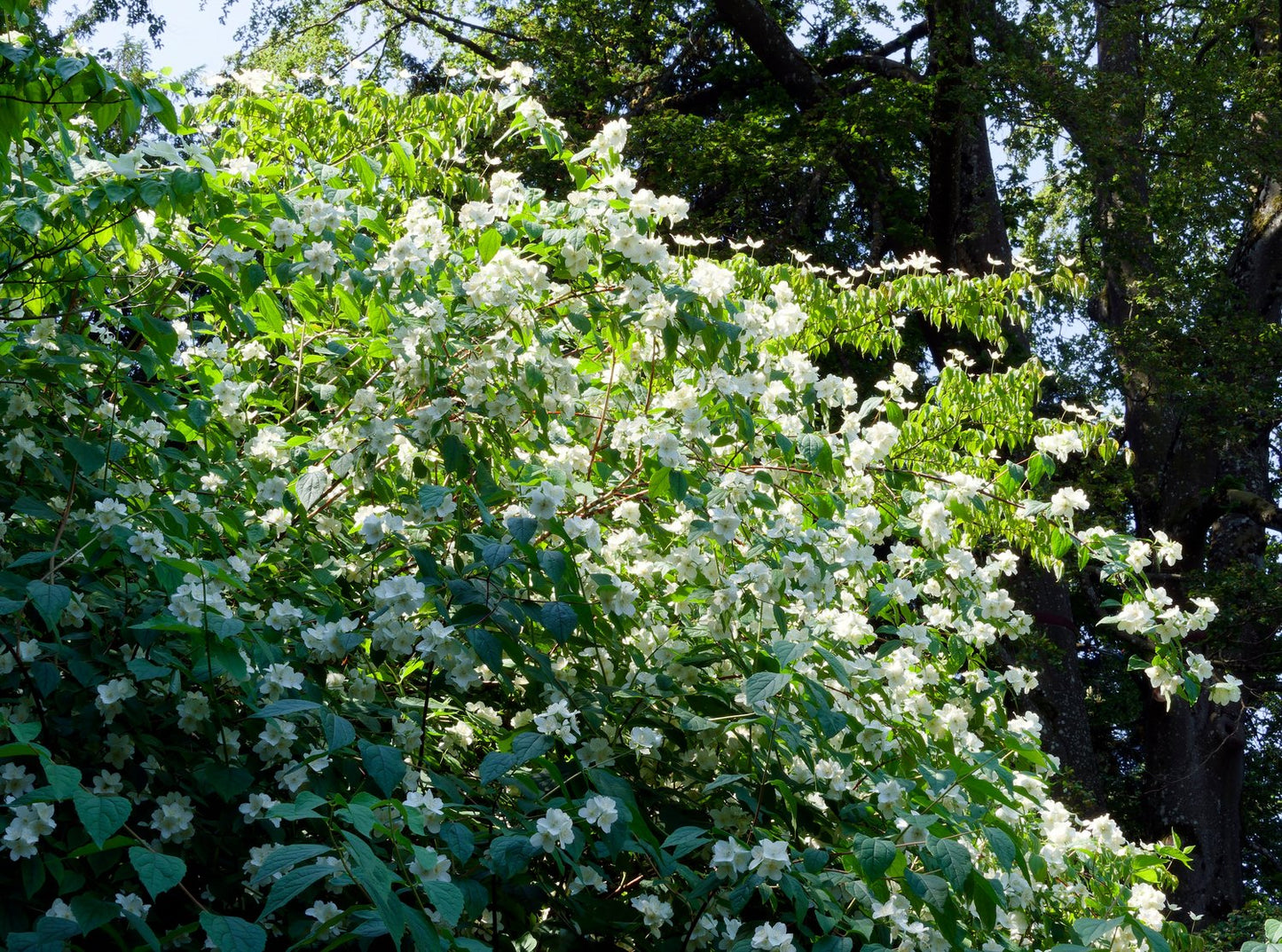 Philadelphus coronarius, sol 100-150 cm, co/kl