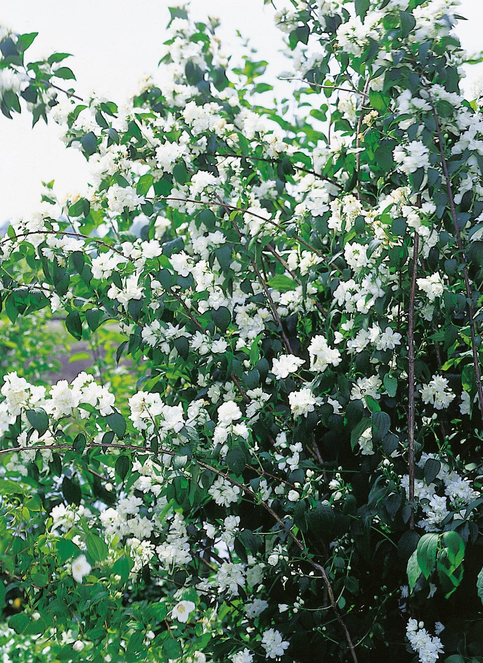 Philadelphus 'Virginal', sol 100-125 cm, co/kl