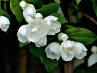 Philadelphus 'Virginal', sol 100-125 cm, co/kl
