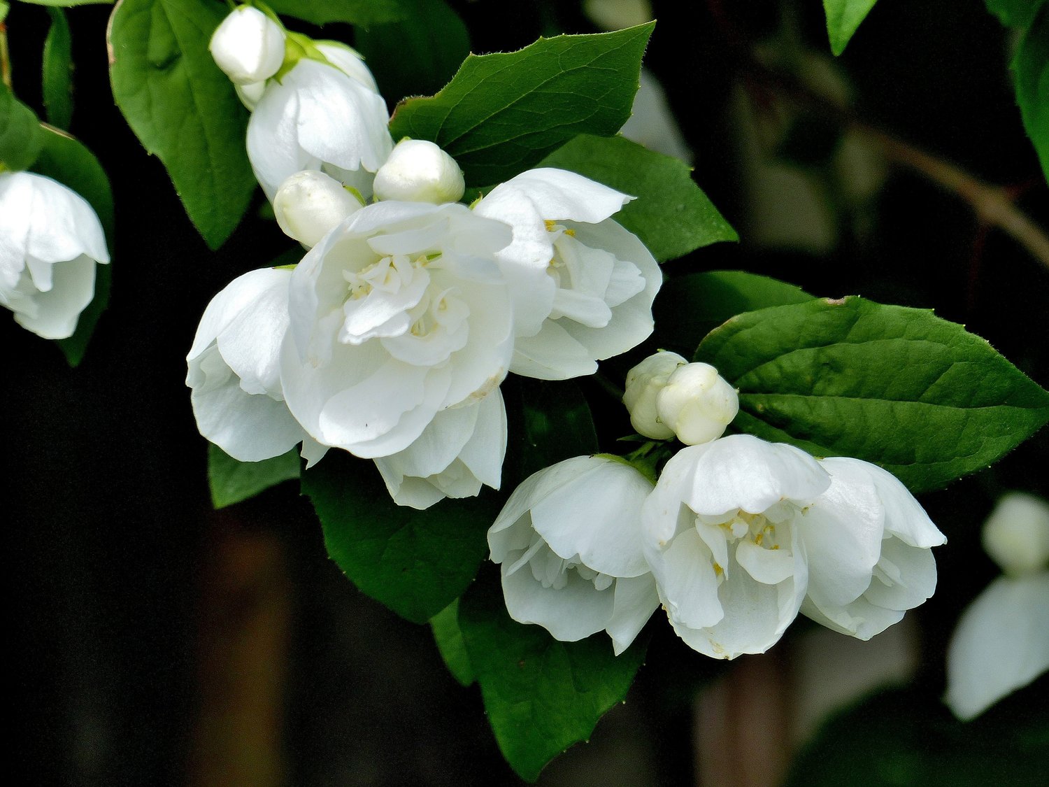 Philadelphus 'Virginal', sol 100-125 cm, co/kl