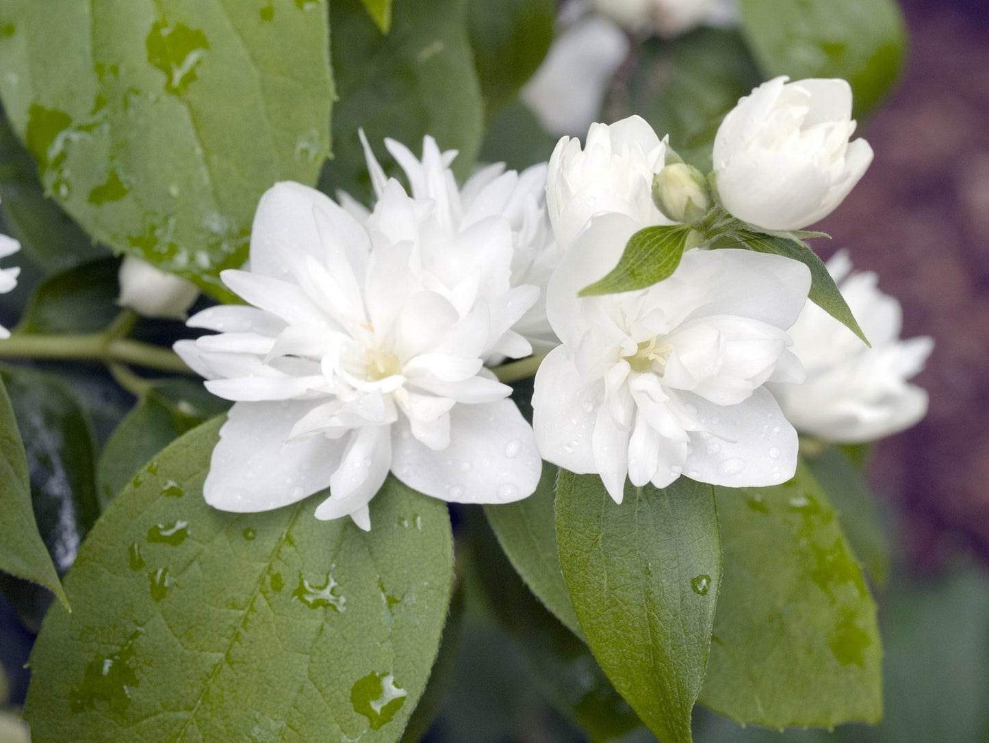 Philadelphus 'Virginal', sol 100-125 cm, co/kl