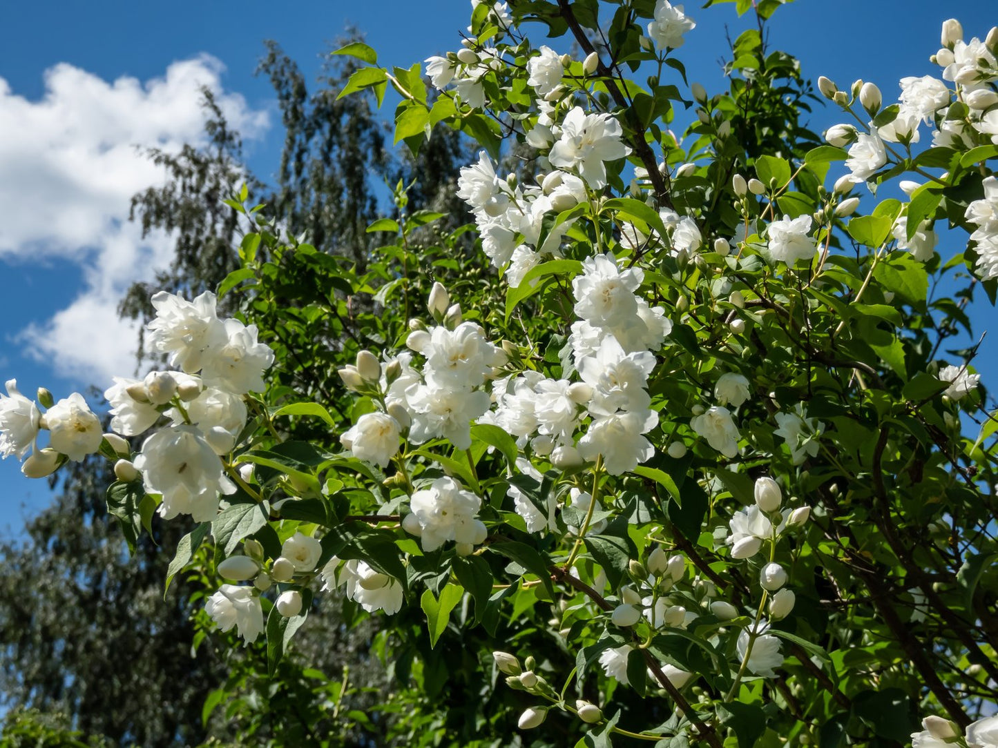 Philadelphus 'Virginal', sol 100-125 cm, co/kl