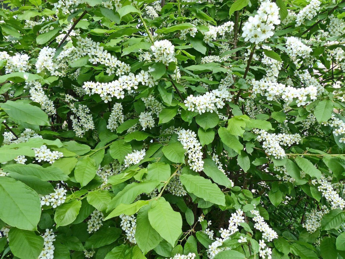 Prunus padus, sol 100-125 cm, co/kl