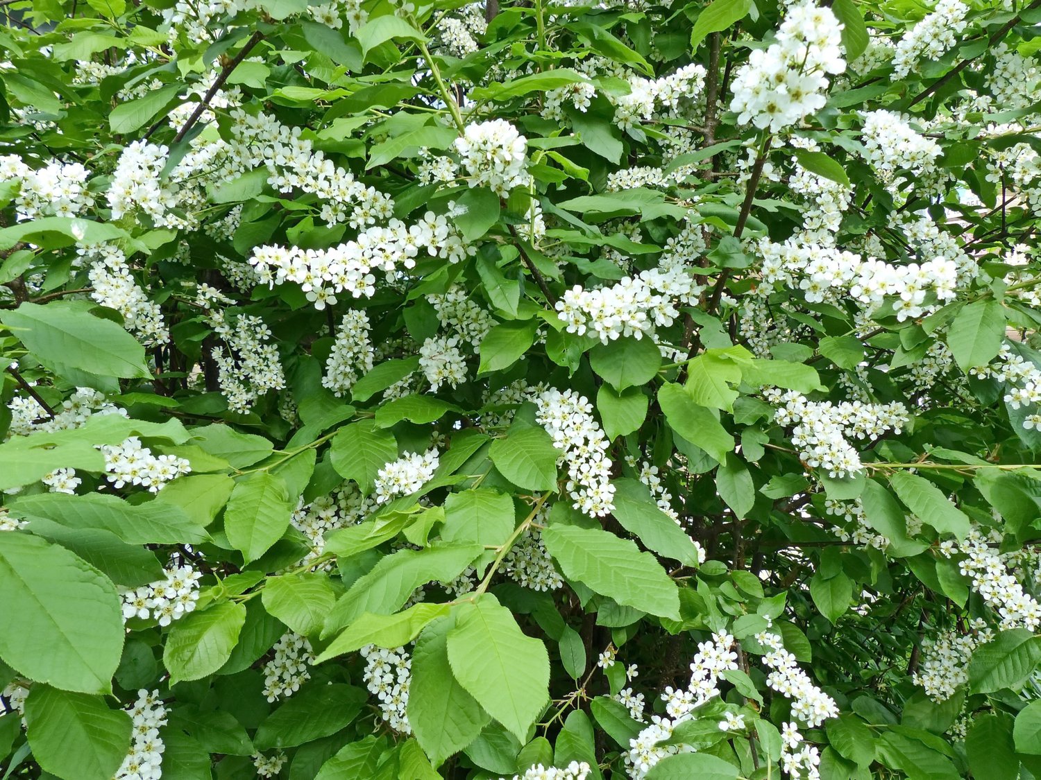 Prunus padus, sol 100-125 cm, co/kl