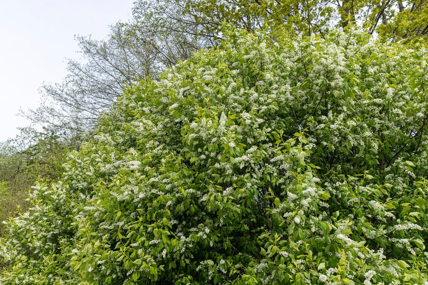 Prunus padus, sol 100-125 cm, co/kl