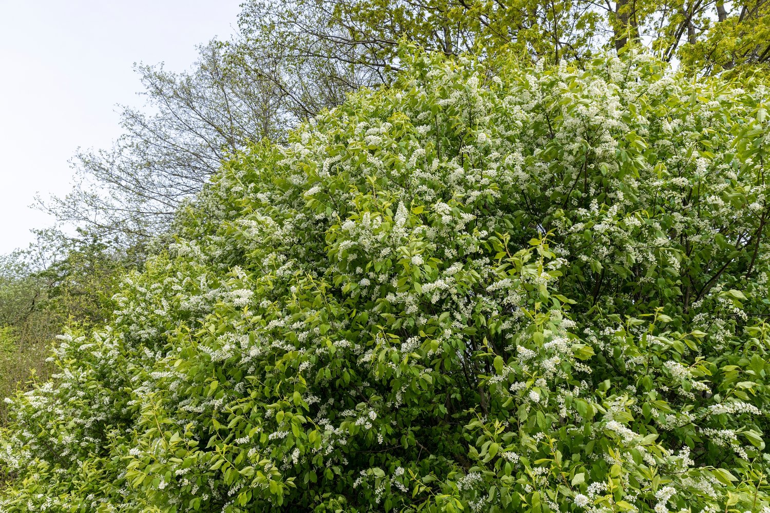 Prunus padus, sol 100-125 cm, co/kl