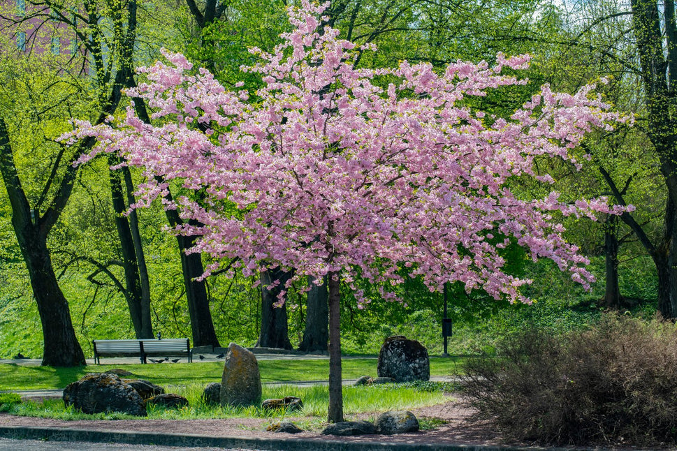 Prunus sargentii, sol 150-200 cm, co/kl