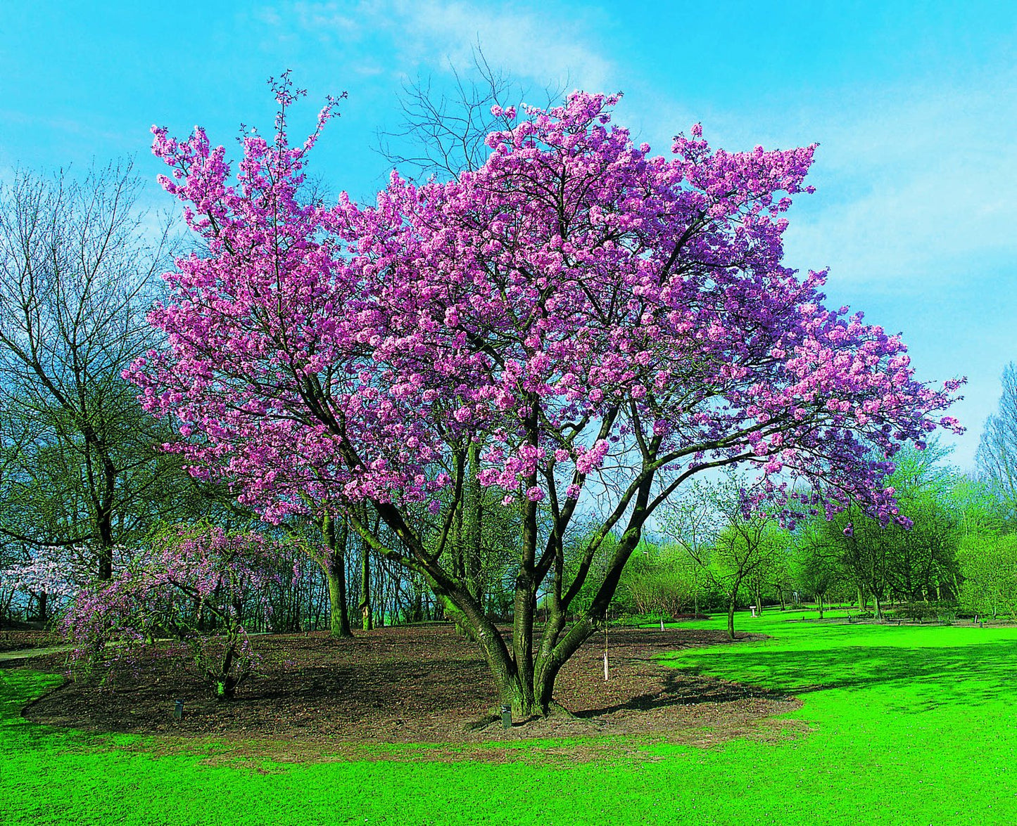 Prunus sargentii, sol 150-200 cm, co/kl
