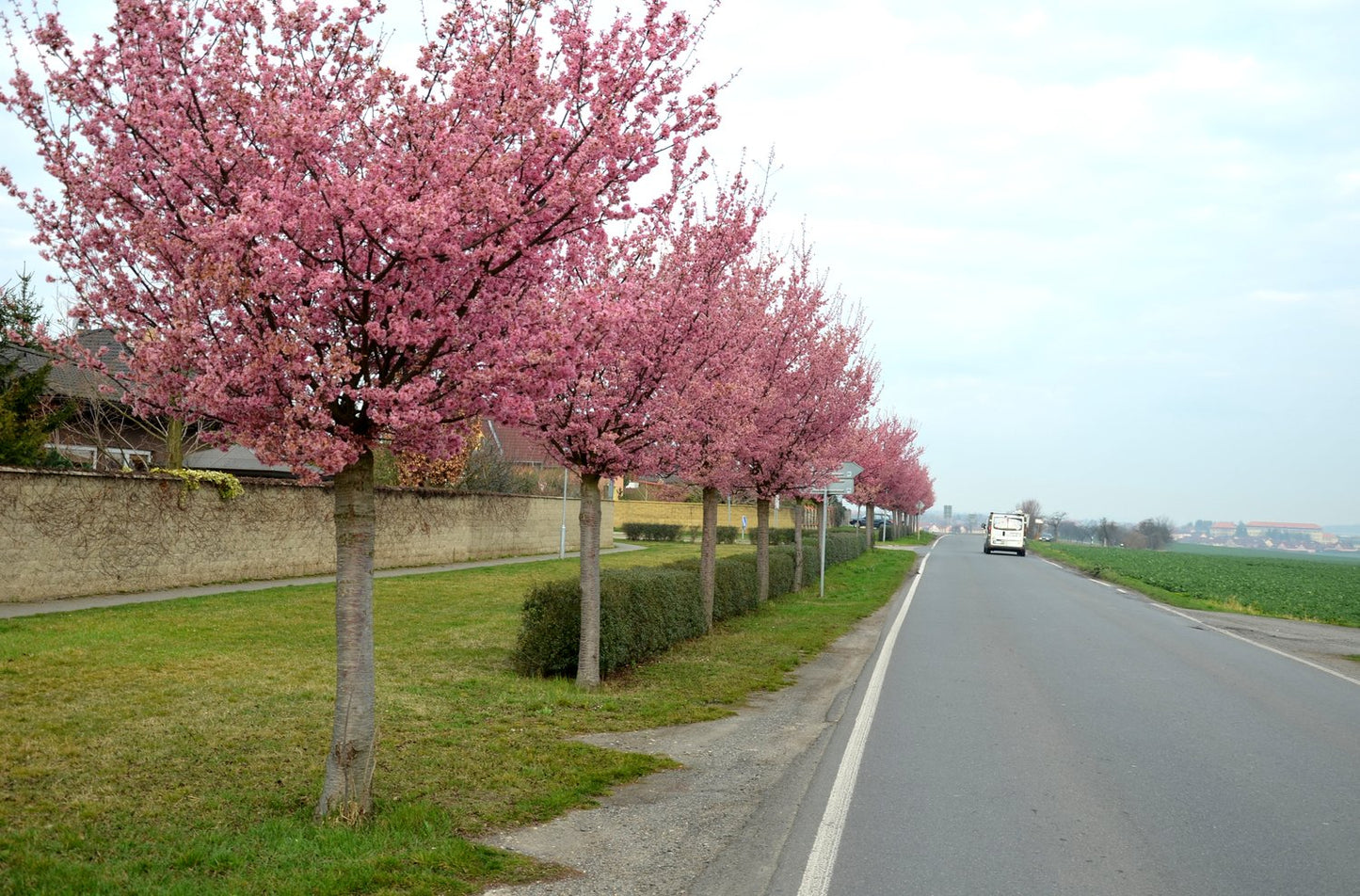 Prunus sargentii, sol 150-200 cm, co/kl