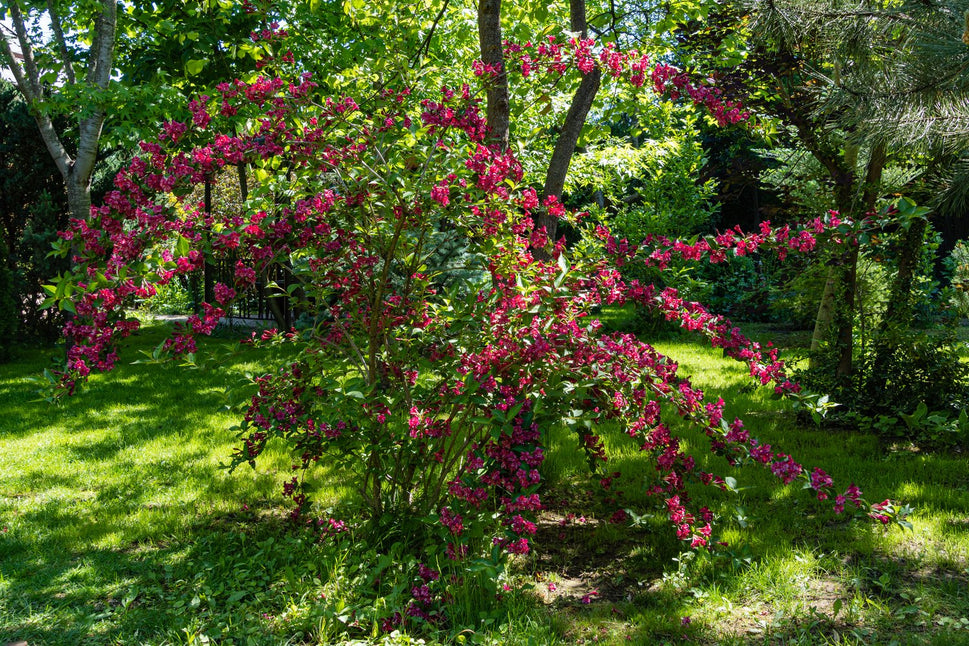 Weigela 'Bristol Ruby', sol 125-150 cm, co/kl
